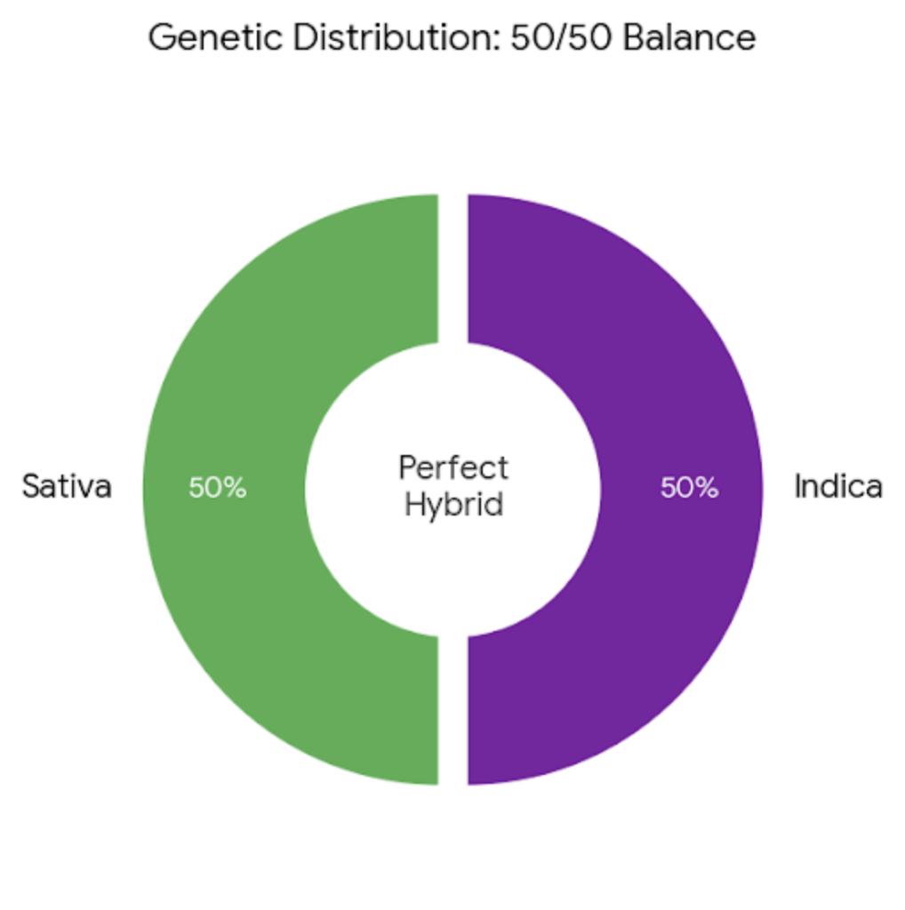 Proporción genética 50/50 entre sativa e índica en cannabis híbrido